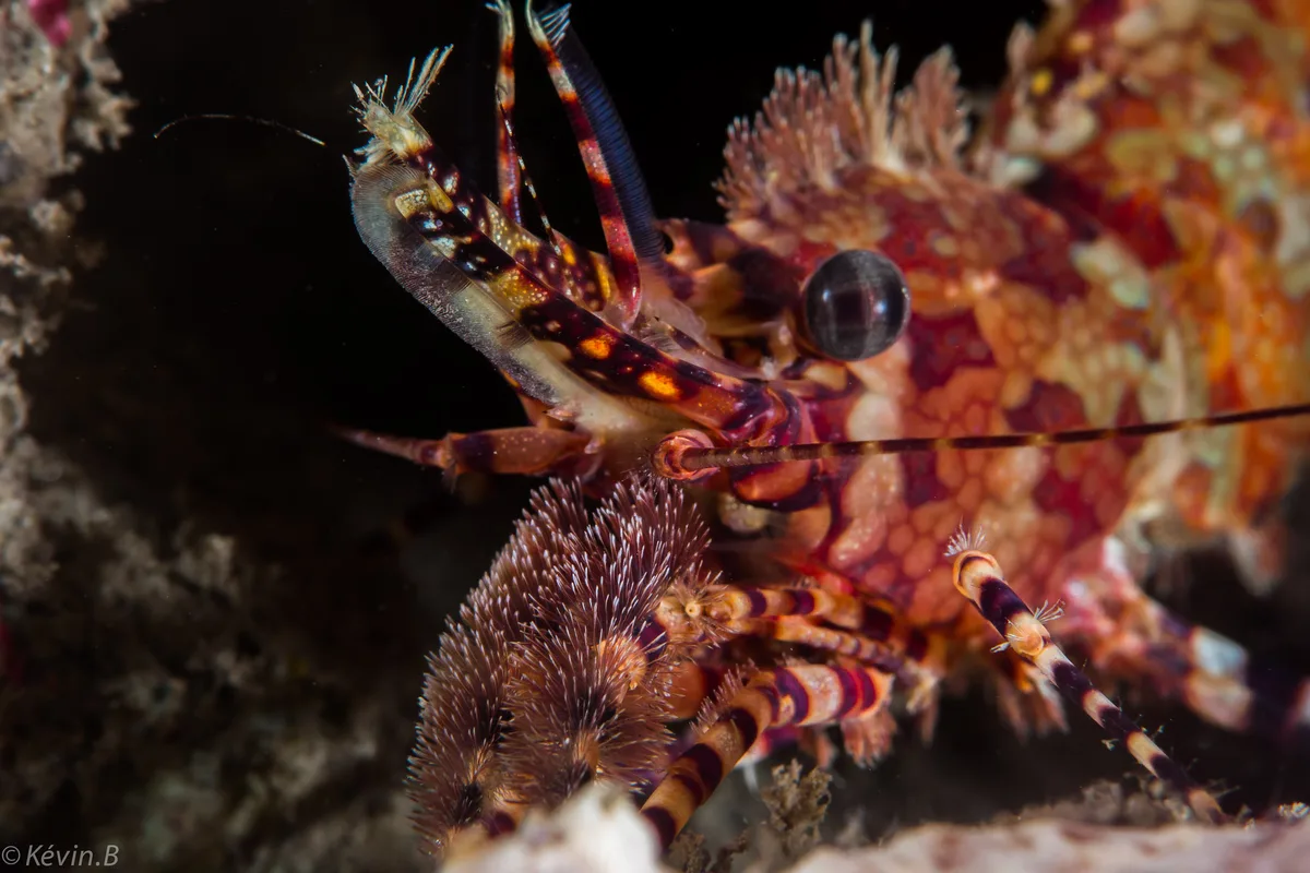 Saron marmoratus