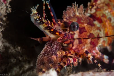 Saron marmoratus