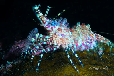 marbled shrimp