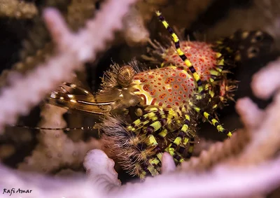 Marbled Shrimp (round-spotted) Saron cf. marmoratus