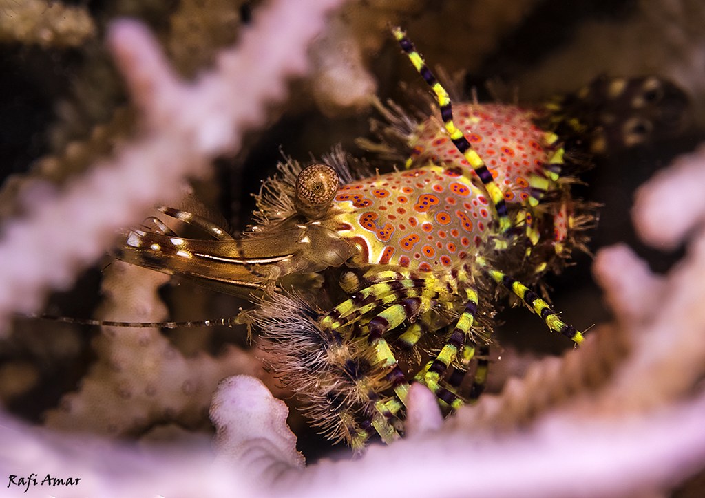 Marbled Shrimp (round-spotted) Saron cf. marmoratus