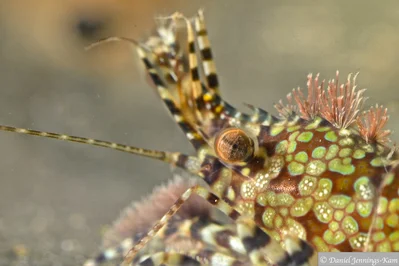 Saron marmoratus