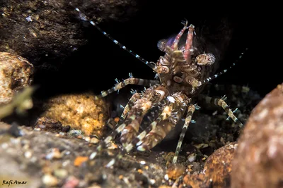 Marbled Shrimp (round-spotted) - Saron cf. marmoratus