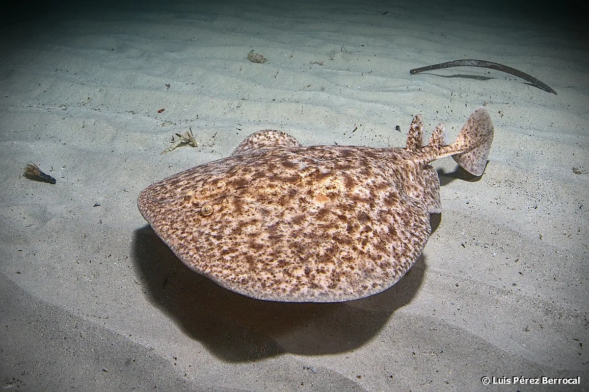 Marbled Electric Ray