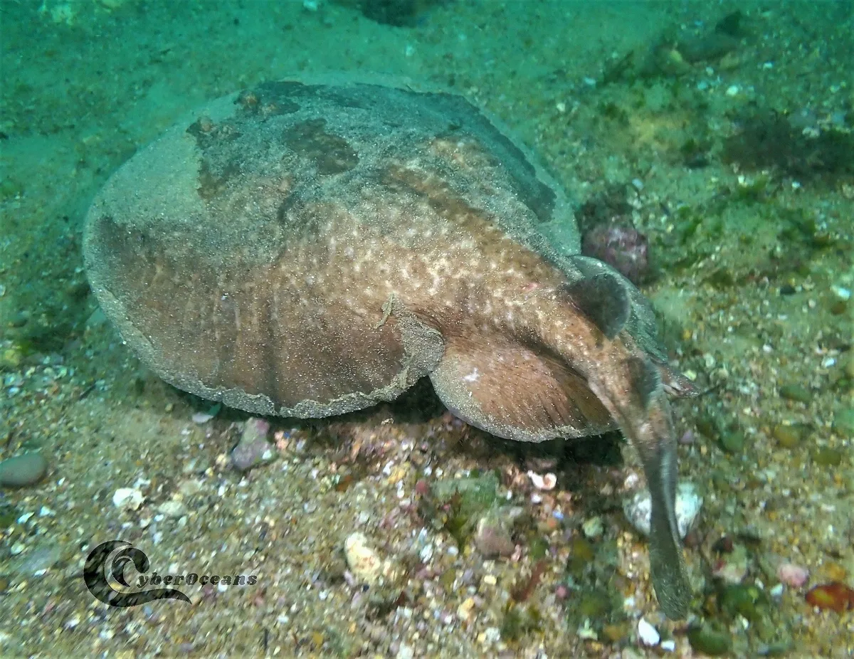 Marbled Electric Ray