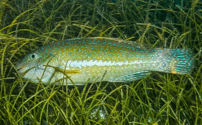 Marbled Parrotfish