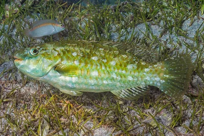 Marbled parrotfish, initial phase - Leptoscarus vaigiensis