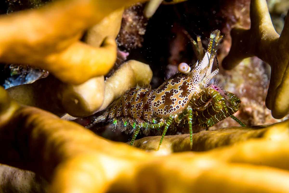 Marbled Shrimp