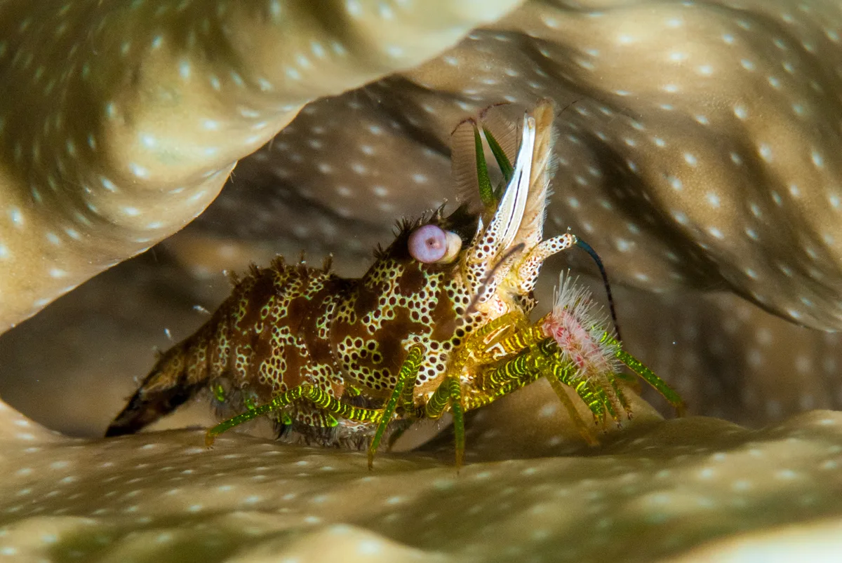 Marbled Shrimp