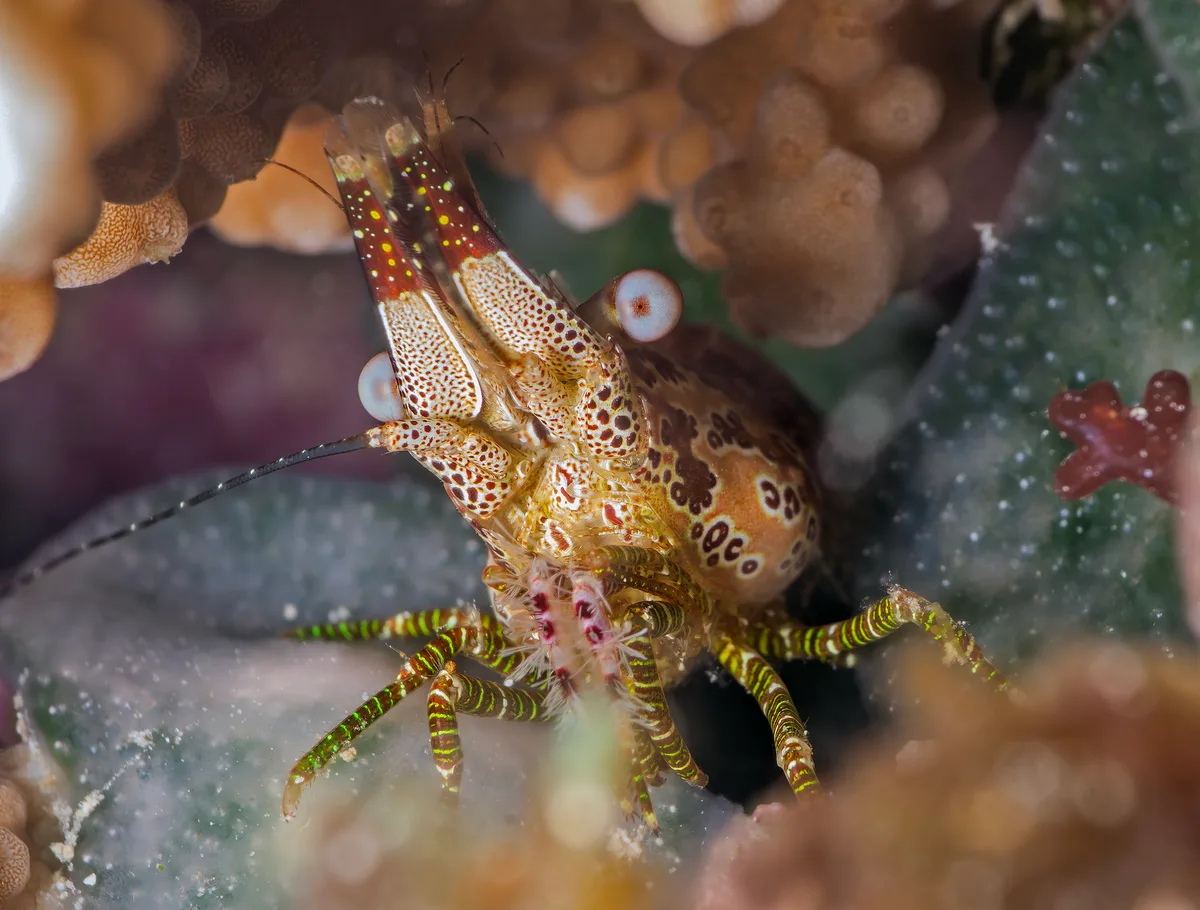 Marbled Shrimp
