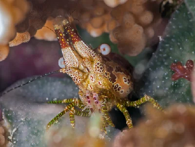 Marbled Shrimp