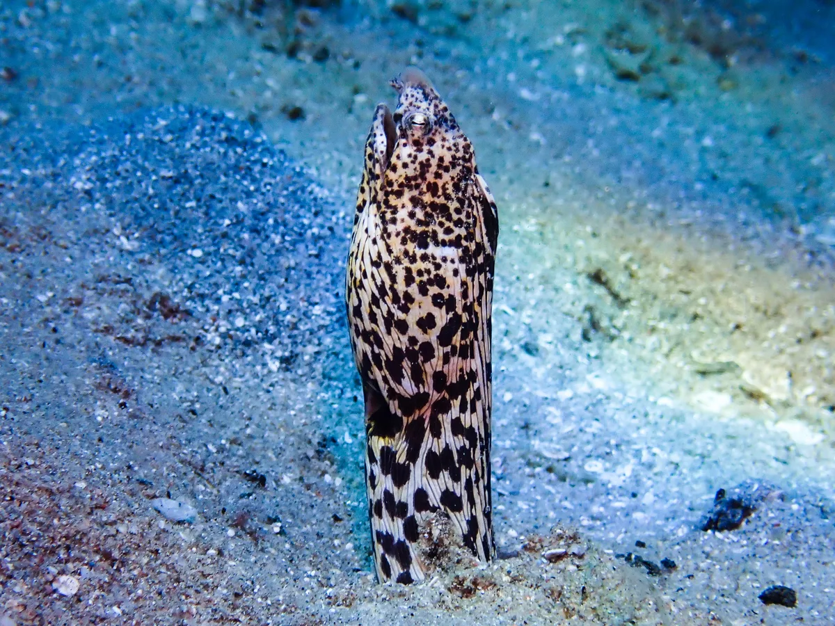 Marbled Snake Eel