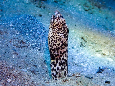 Marbled Snake Eel