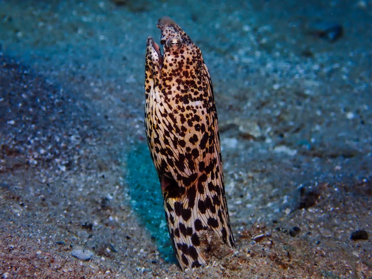 Marbled Snake Eel