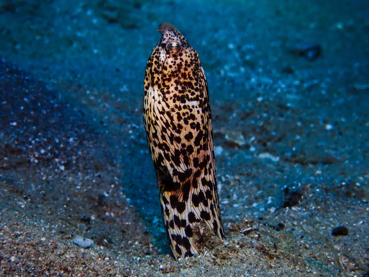 Marbled Snake Eel