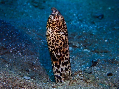 Marbled Snake Eel