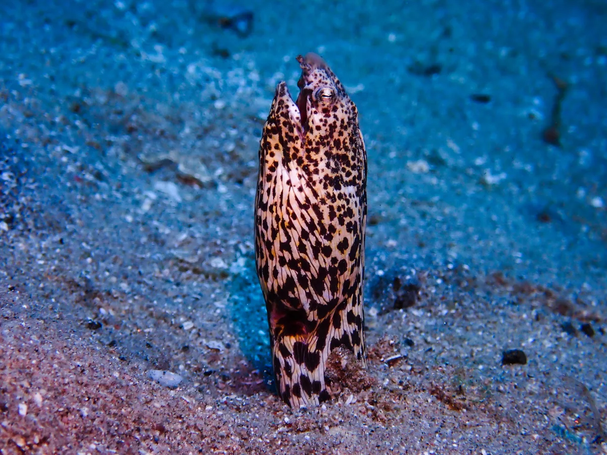 Marbled Snake Eel