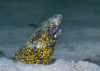 Marbled Snake Eel - Callechelys marmorata
