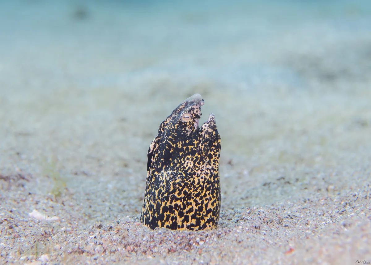 Callechelys marmorata - Marbled Snake Eel