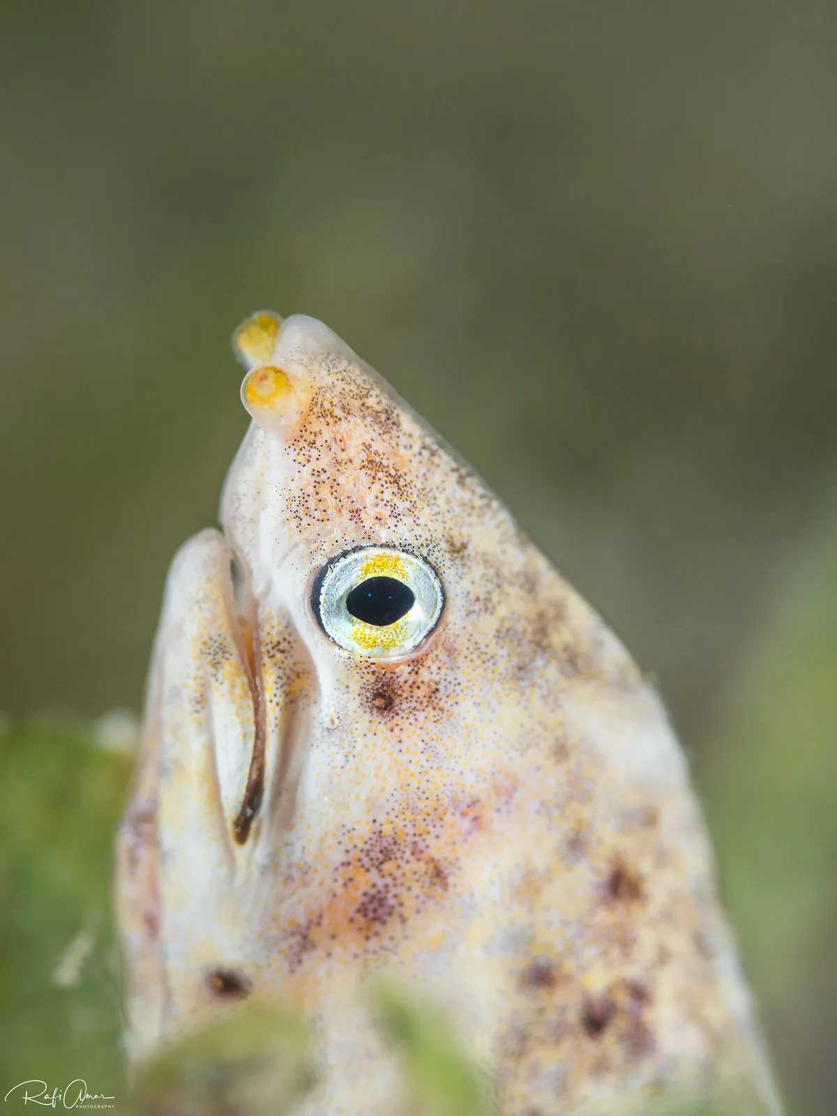 Marbled Snake Eel - Callechelys marmorata