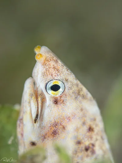 Marbled Snake Eel - Callechelys marmorata