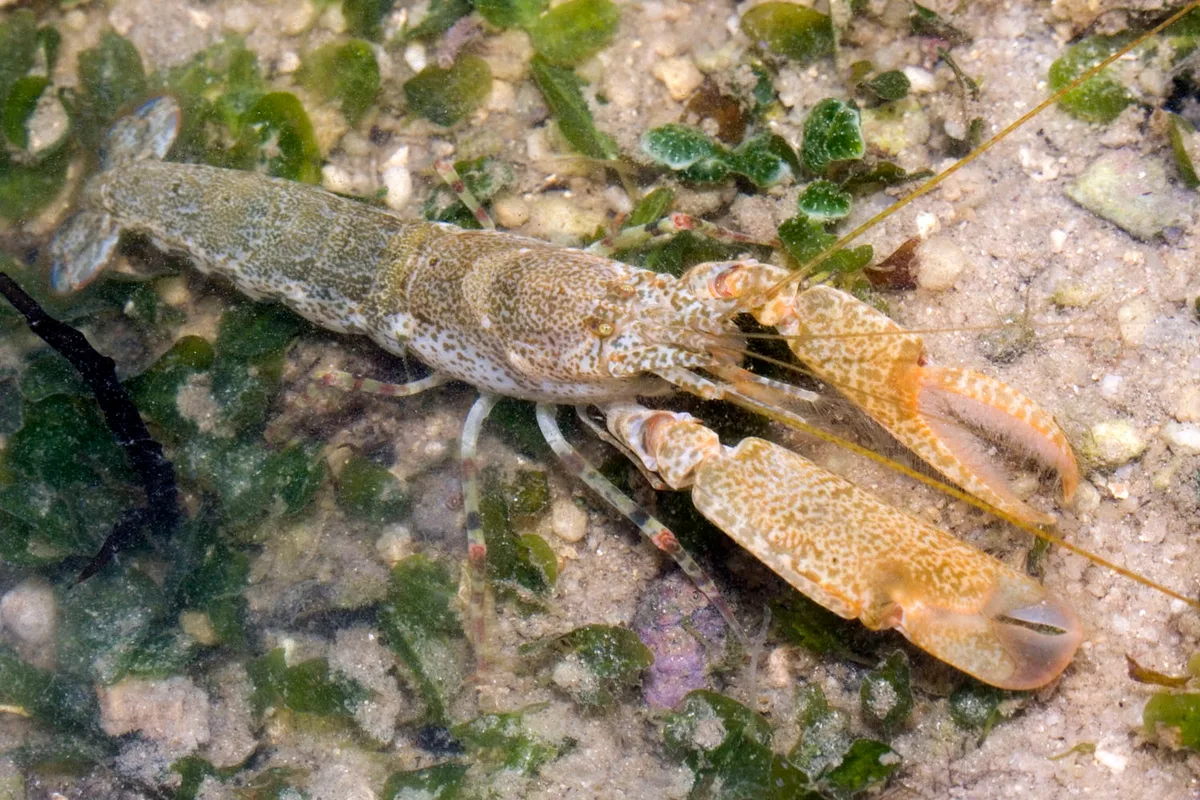 Marbled Snapping Shrimp
