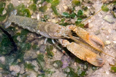 Marbled Snapping Shrimp