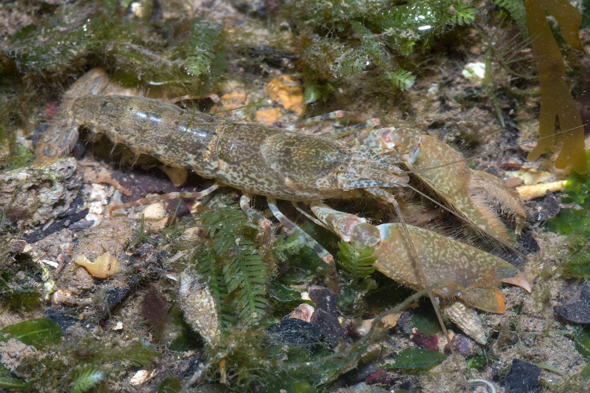 Marbled Snapping Shrimp