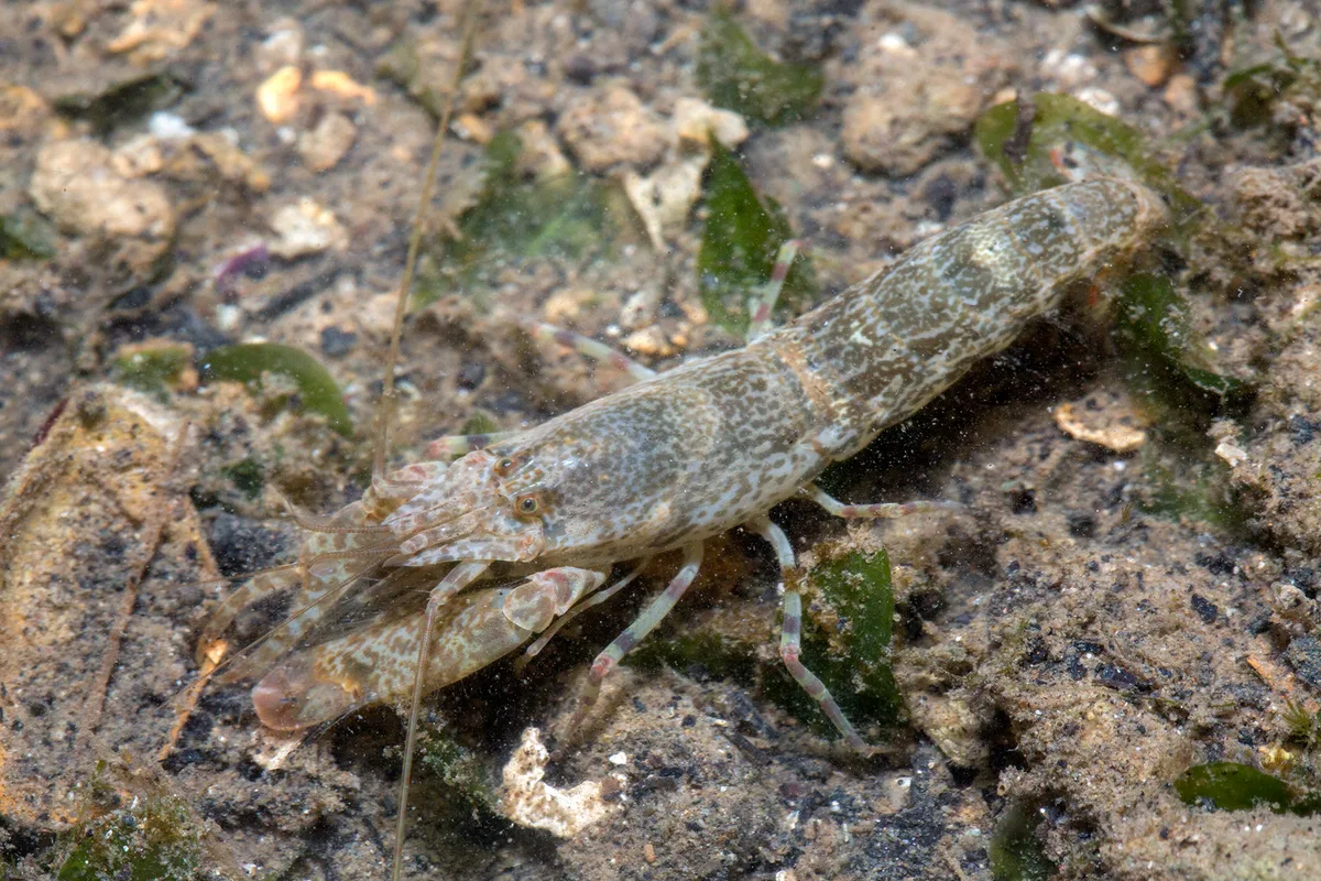 Marbled Snapping Shrimp