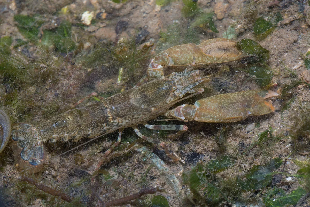 Marbled Snapping Shrimp