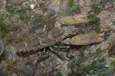 Marbled Snapping Shrimp