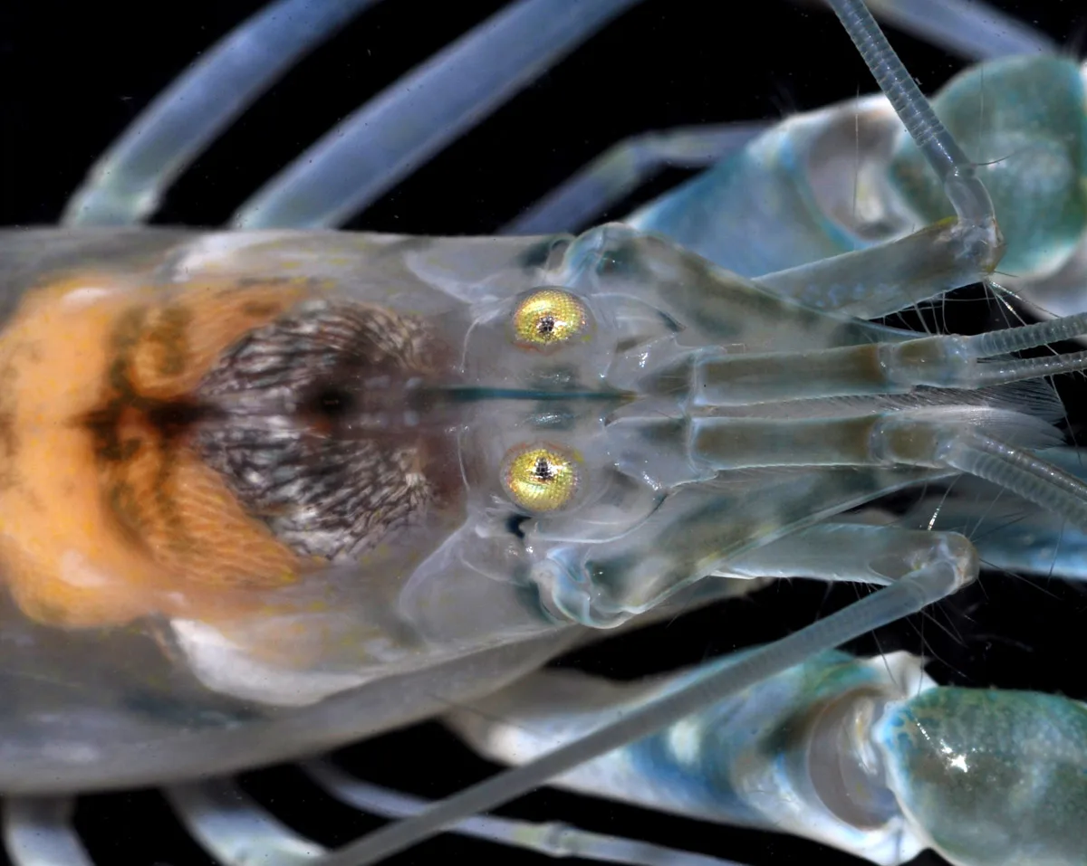 Marbled Snapping Shrimp