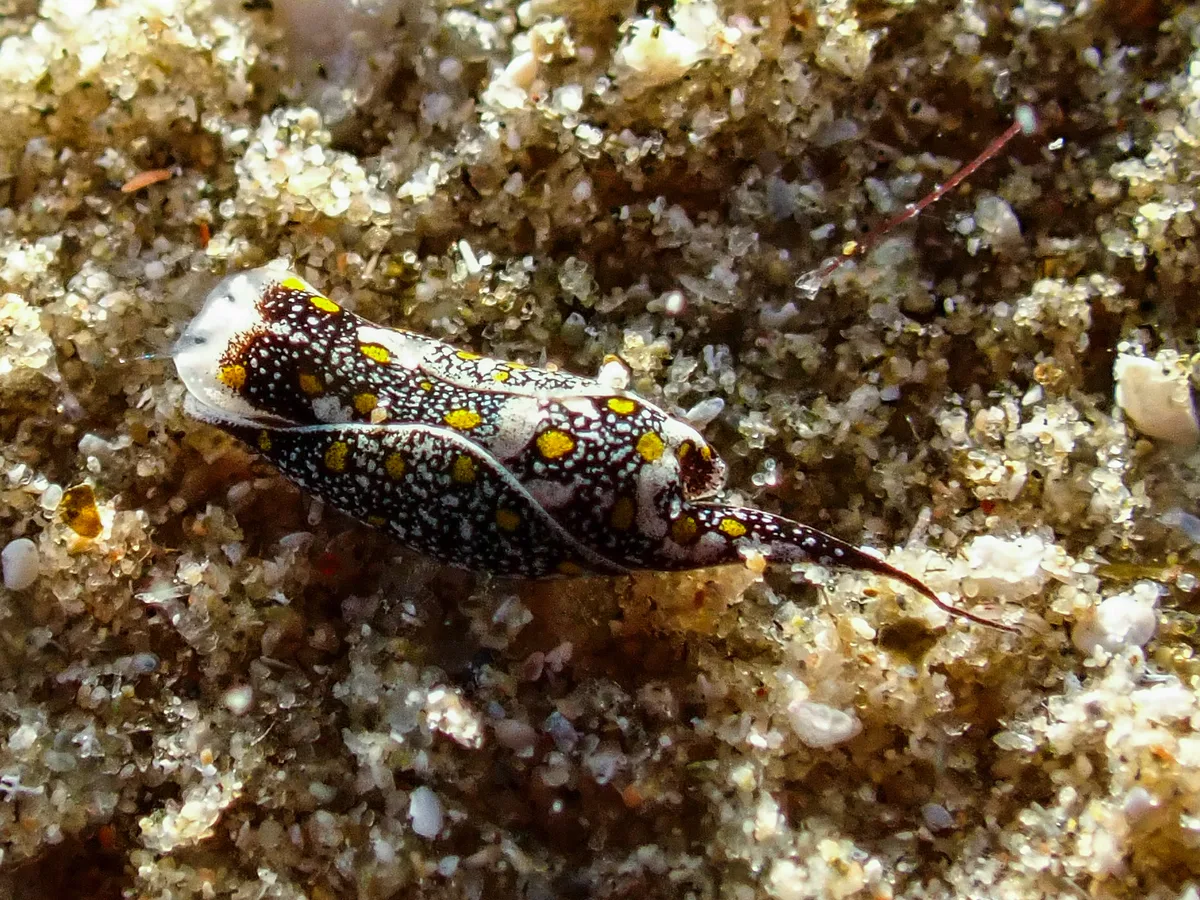 Mariaglaja Tsurugensis