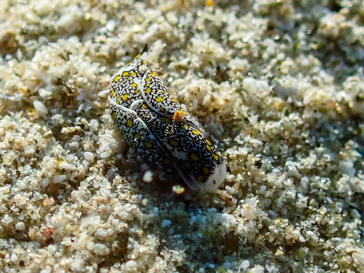 Mariaglaja Tsurugensis