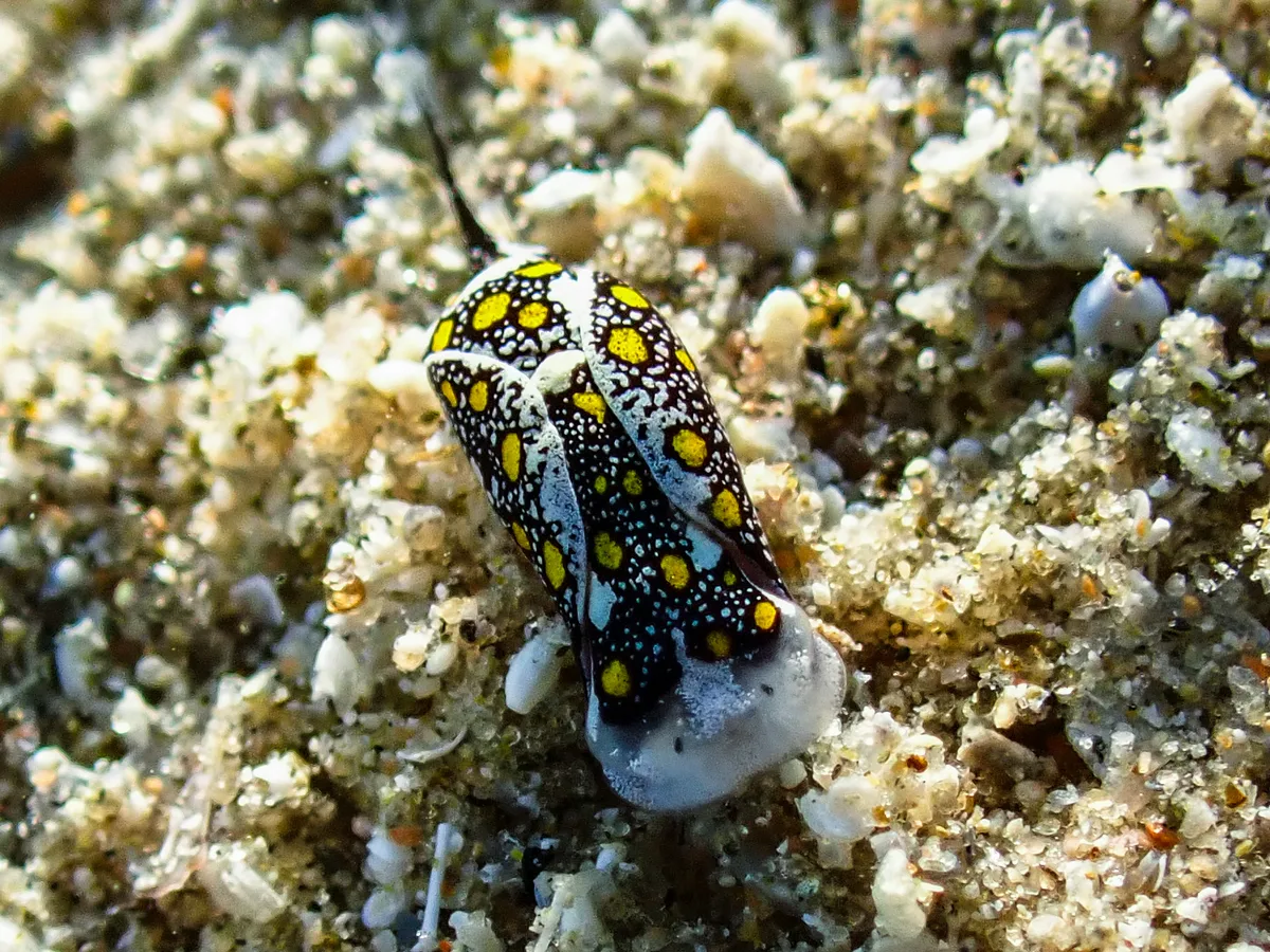 Mariaglaja Tsurugensis