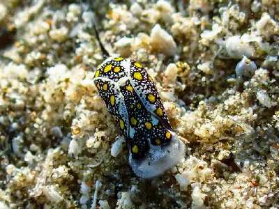 Mariaglaja Tsurugensis