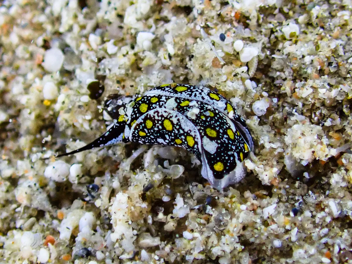 Mariaglaja Tsurugensis