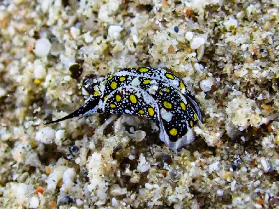 Mariaglaja Tsurugensis