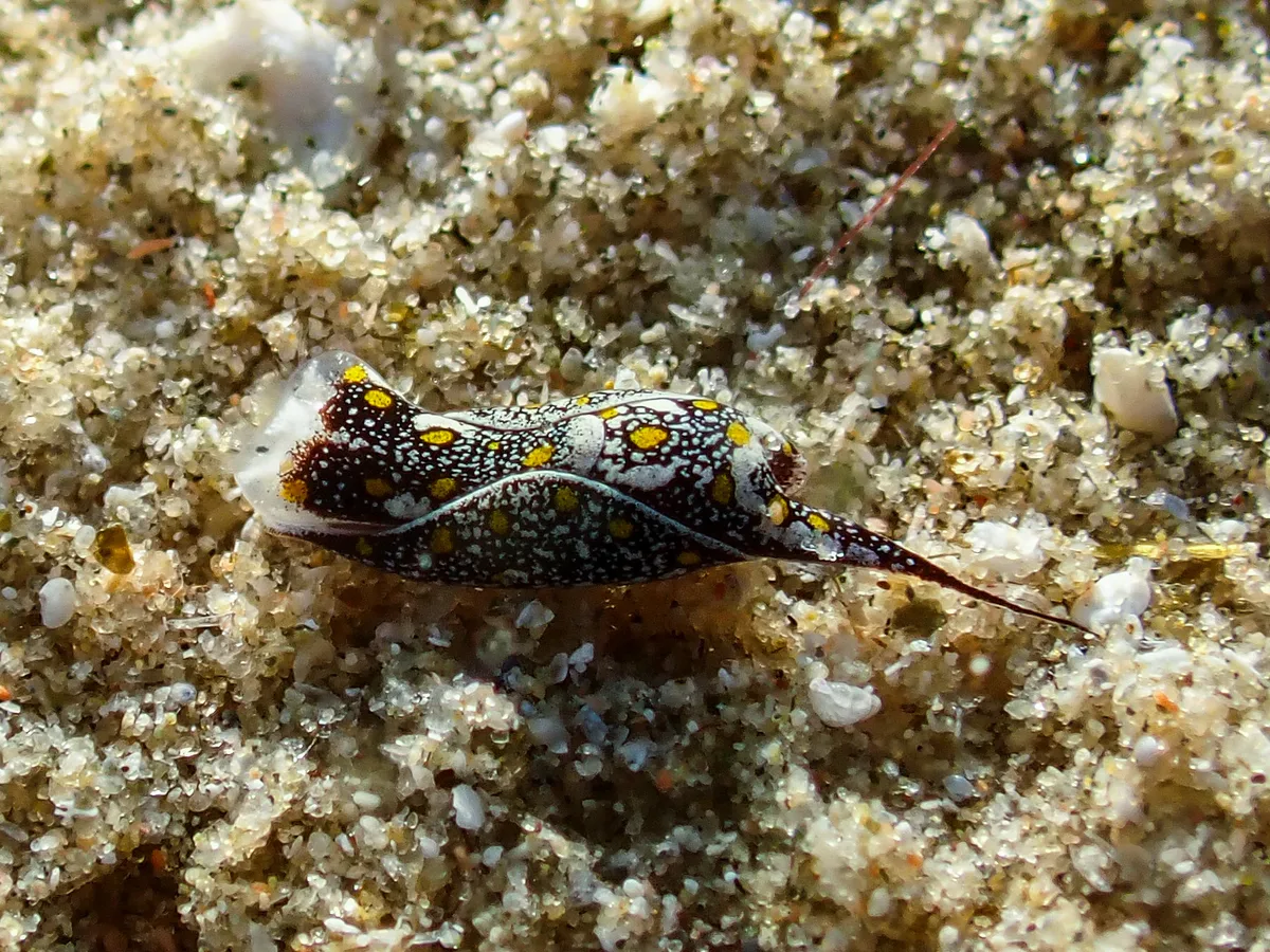 Mariaglaja Tsurugensis