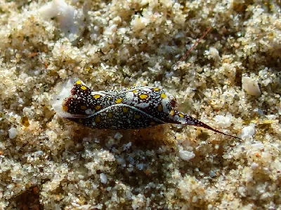 Mariaglaja Tsurugensis