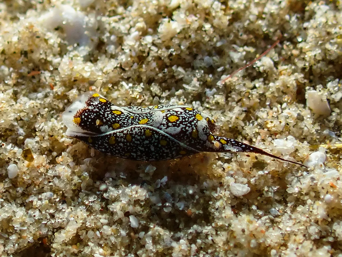 Mariaglaja Tsurugensis