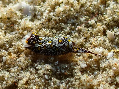 Mariaglaja Tsurugensis