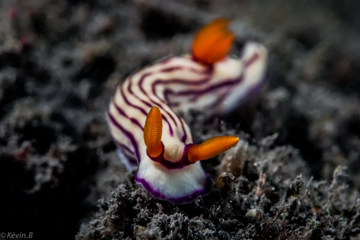 Hypselodoris maridadilus