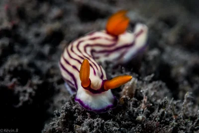 Hypselodoris maridadilus