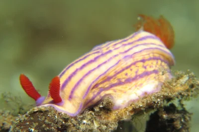 Hypselodoris maridadilus