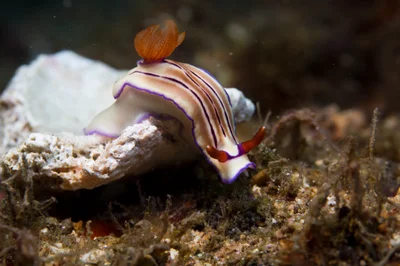 Hypselodoris maridadilus