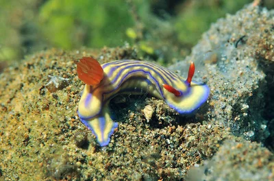Hypselodoris maridadilus