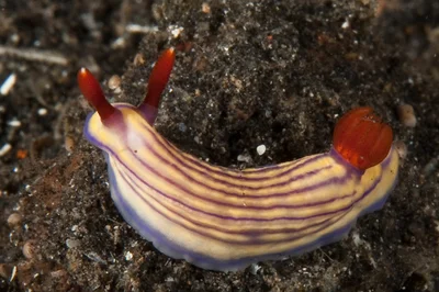 Hypselodoris maridadilus 02 - Nudi Pixel