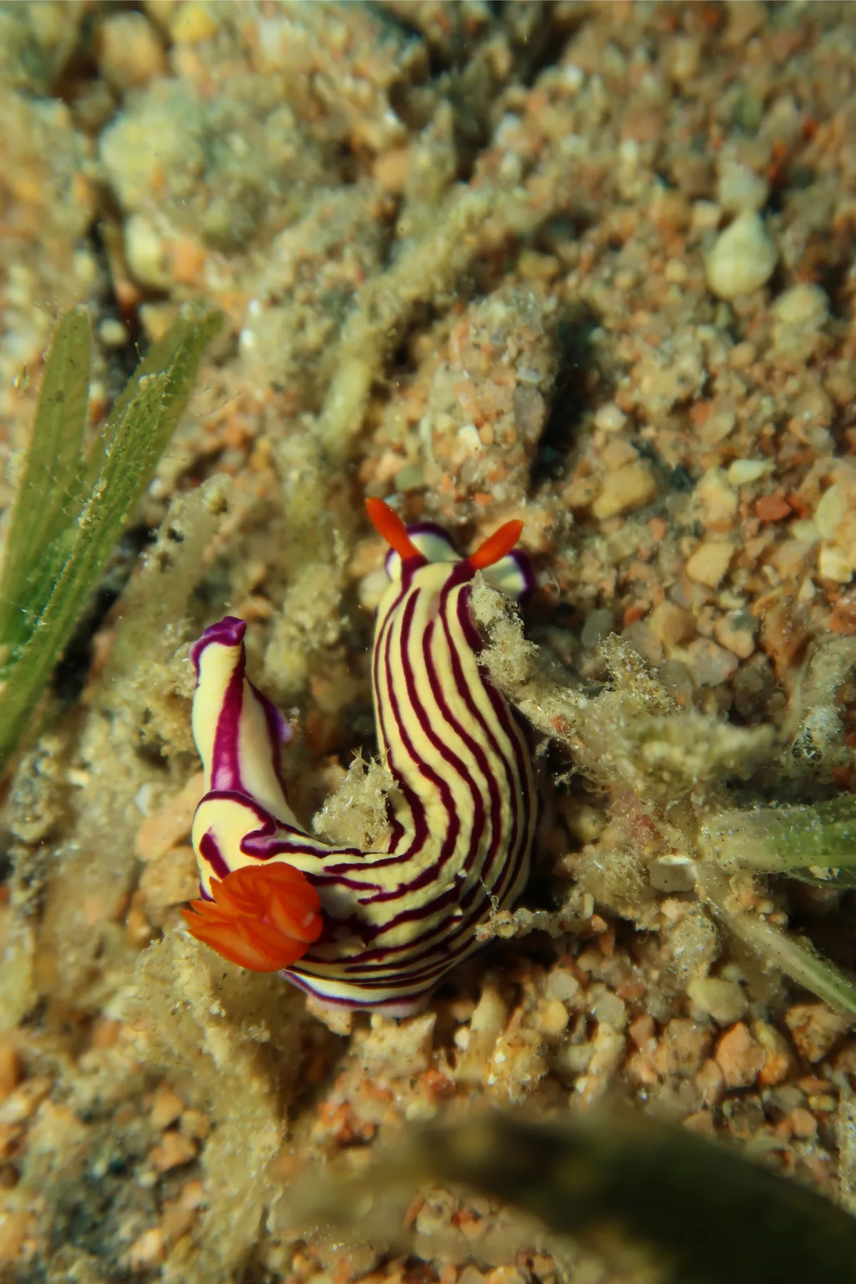 Maridadi Hypselodoris