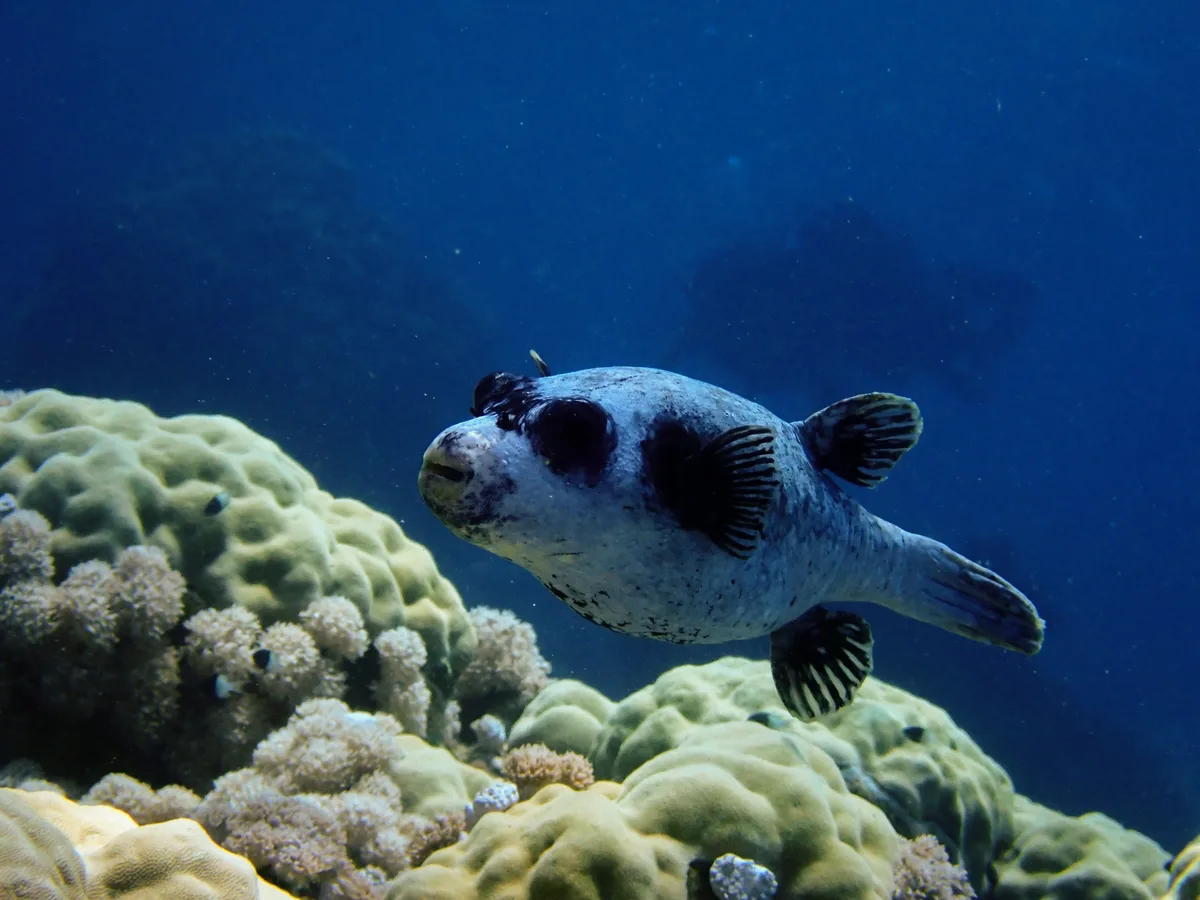 Masked puffer